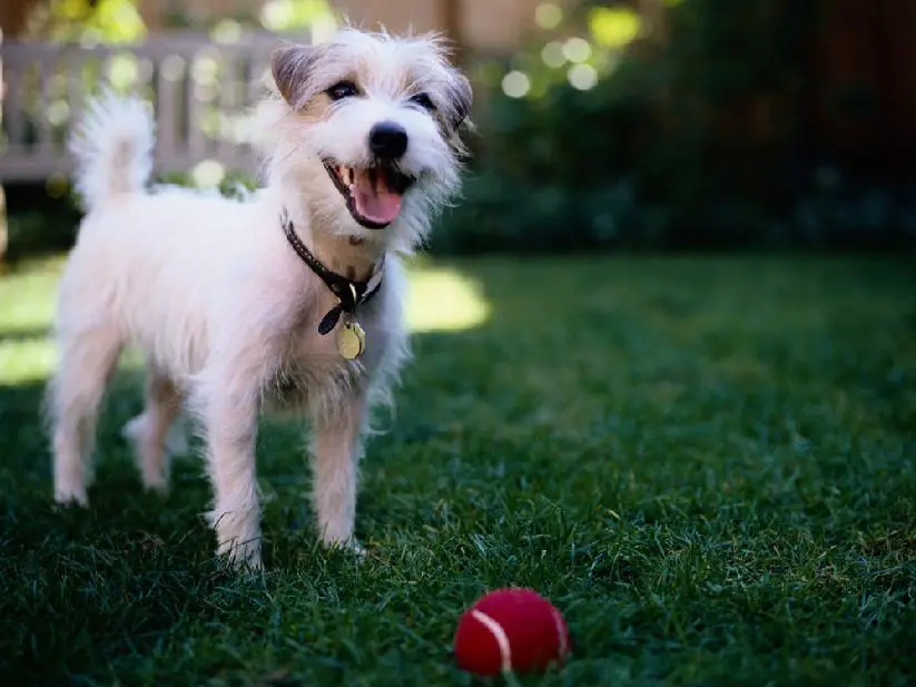 Can Your Dog Fetch You a Tax Deduction?